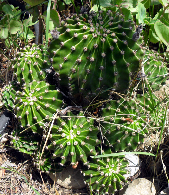 echinopsis eyriesii