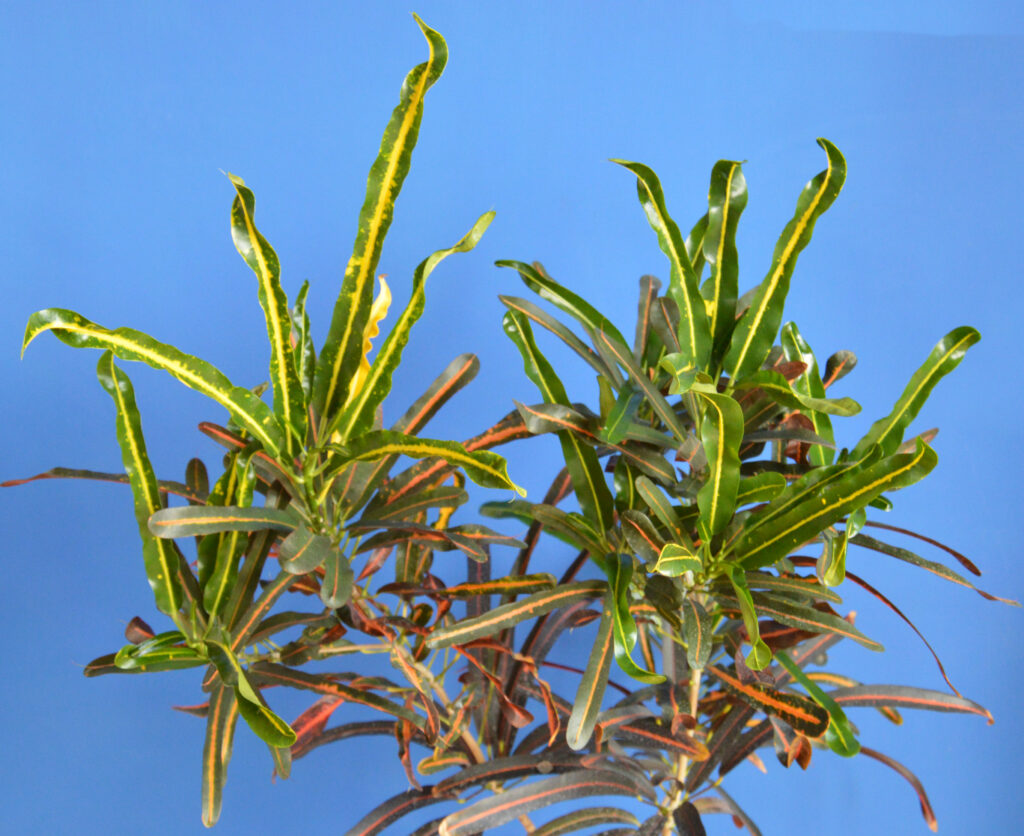 Codiaeum variegatum.