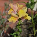 Antirrhinum majus, luglio 2020.