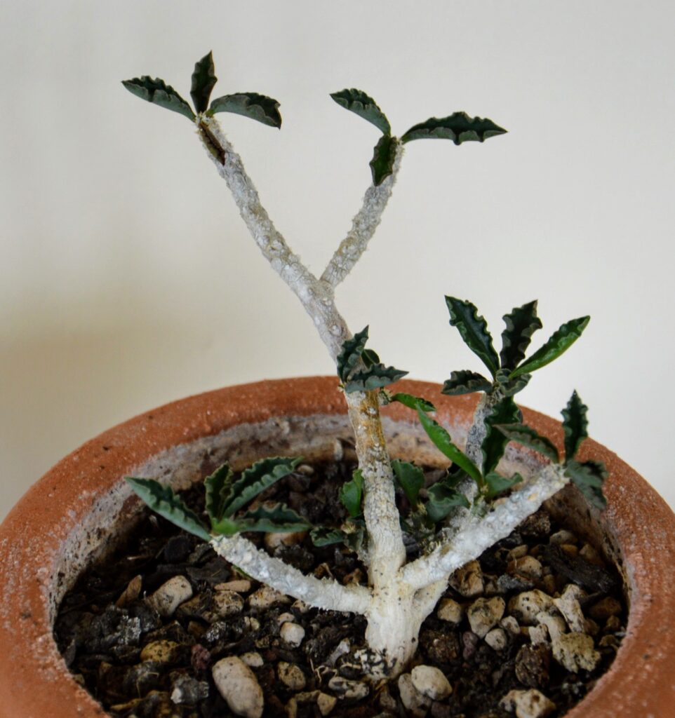 Euphorbia capsaintemariensis, gennaio 2021.