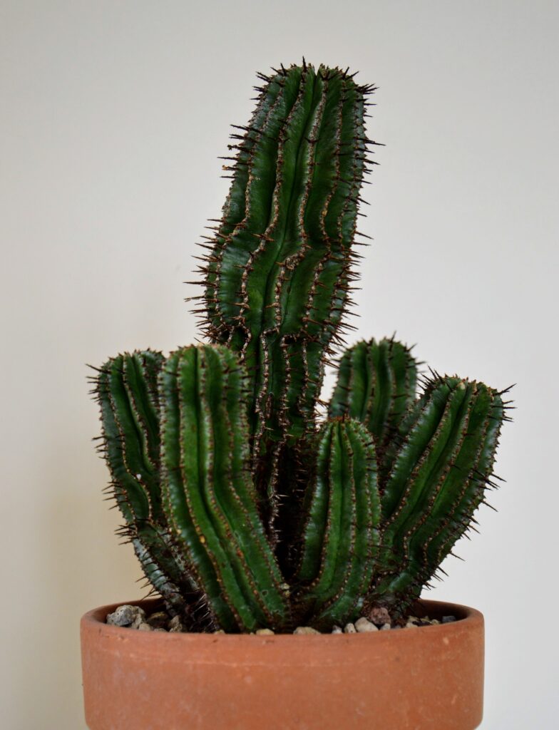Euphorbia horrida, gennaio 2021.