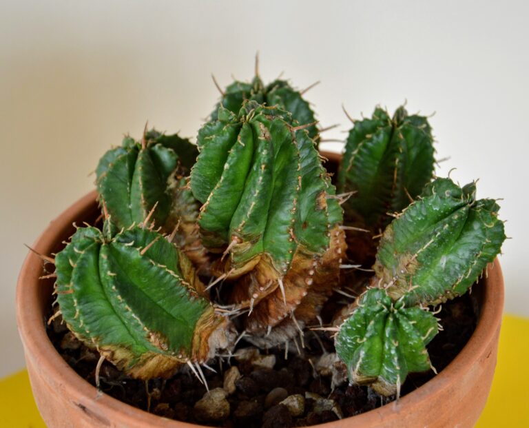 Euphorbia pulvinata, gennaio 2021.